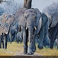 20211185701_大象家族_Elephants family_油畫_Oil on canvas_100x81cm_40F_動物_尤倫斯·達內斯_Llorens Danes_西班牙_2019.jpg