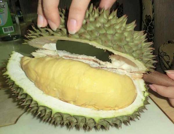 odourless durian