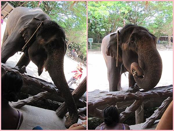 page-elephant eating.jpg