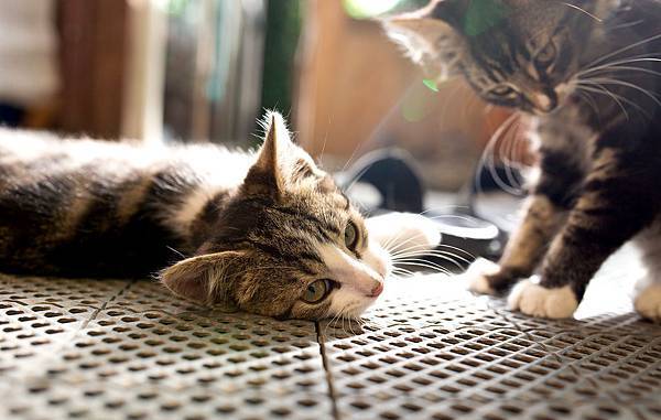 20130804-IMG_3522.jpg 20130804-IMG_3522.jpg