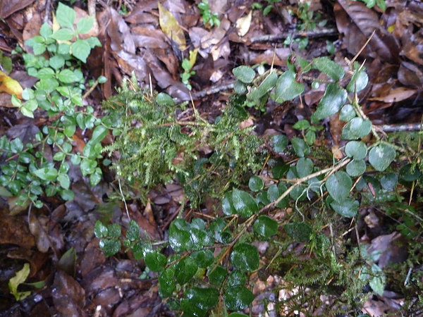P1010279.JPG