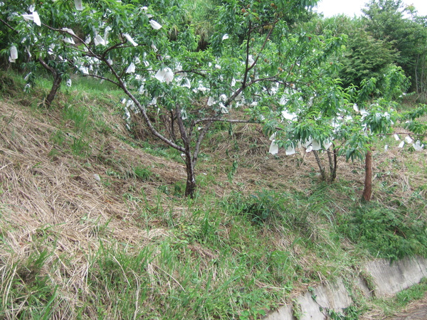DSCF0874.JPG