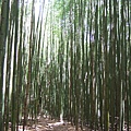 DSCF0905.JPG