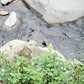 IMG_0264.JPG