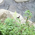 IMG_0266.JPG