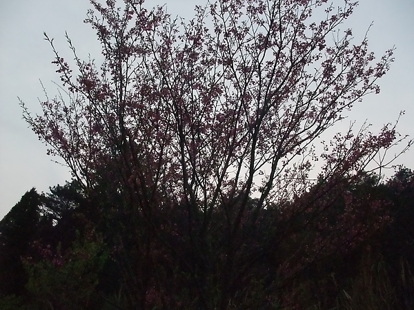 DSCF3177.JPG