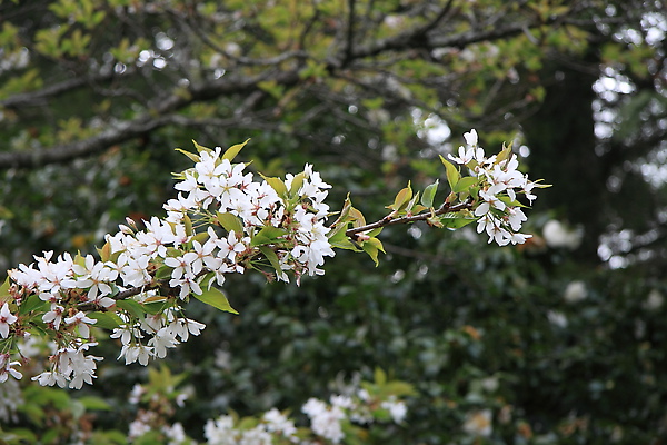 IMG_7825.JPG