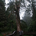 IMG_3242.JPG