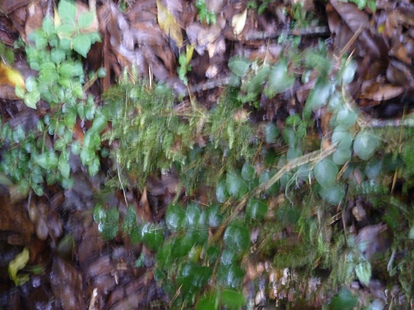 P1010278.JPG
