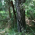 IMG_0051.JPG