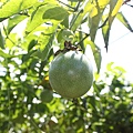 IMG_0032.JPG