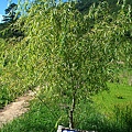 IMG_0017.JPG