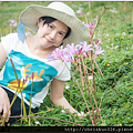 紅藍石蒜