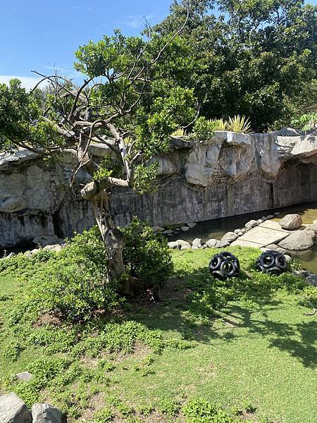 新竹東區親子景點，文青新竹市立動物園，來看超可愛大嘴河馬樂樂