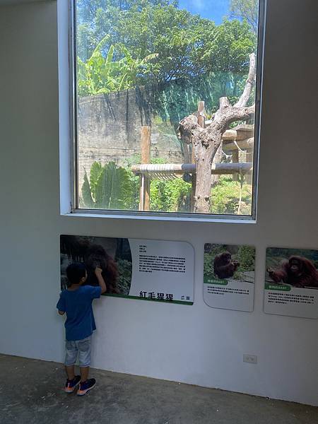 新竹東區親子景點，文青新竹市立動物園，來看超可愛大嘴河馬樂樂