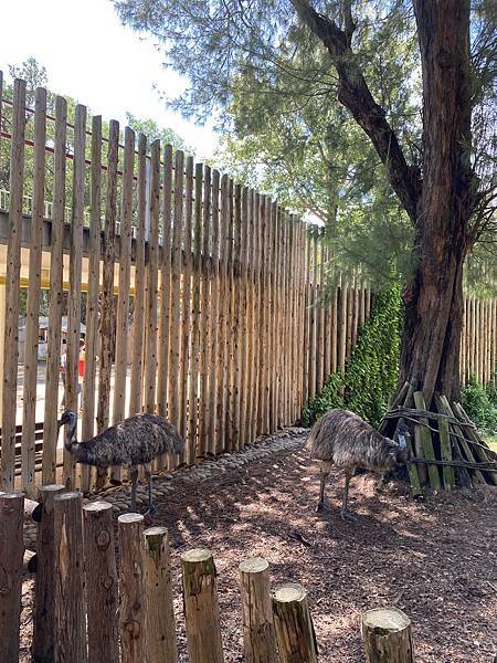 新竹東區親子景點，文青新竹市立動物園，來看超可愛大嘴河馬樂樂