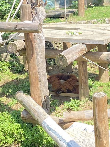 新竹東區親子景點，文青新竹市立動物園，來看超可愛大嘴河馬樂樂