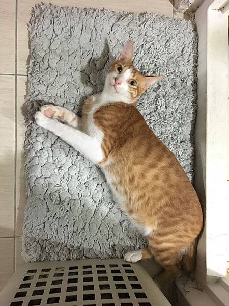 IMG_7229.JPG IMG_7229.JPG