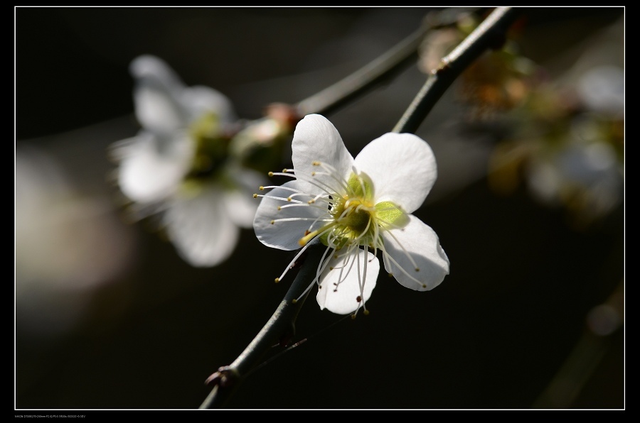 彰化芬園梅花 彰化芬園梅花