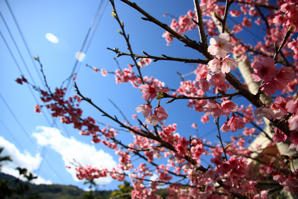 風斗櫃賞梅花