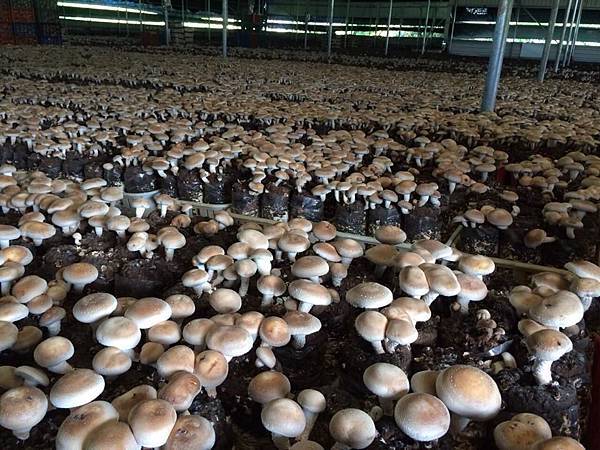 香菇園區 香菇園區