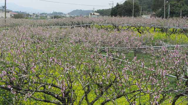 新社大南坡 櫻木花道 新社大南坡 櫻木花道