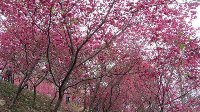新社大南坡 櫻木花道 新社大南坡 櫻木花道
