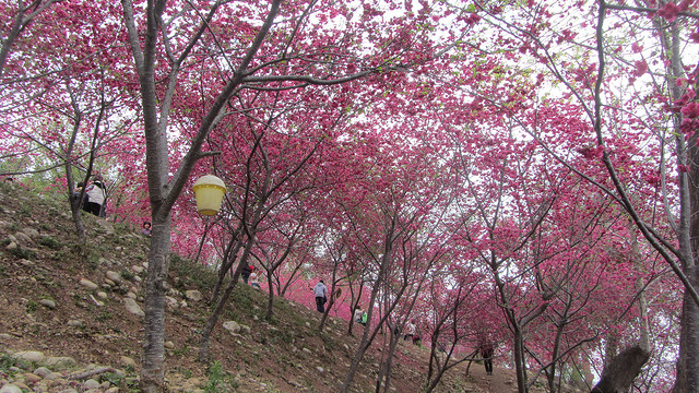 新社大南坡 櫻木花道 新社大南坡 櫻木花道