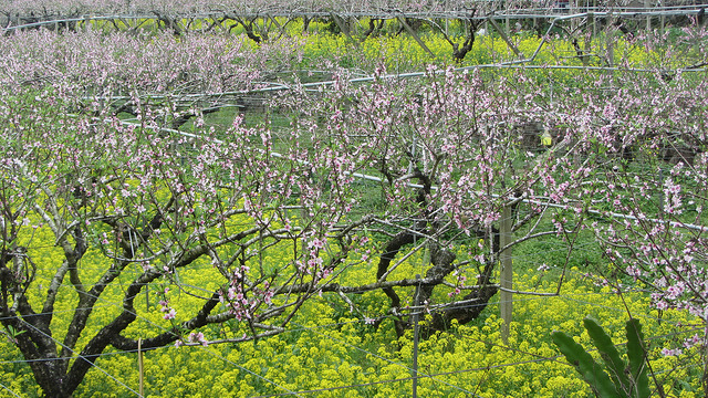 新社大南坡 櫻木花道 新社大南坡 櫻木花道