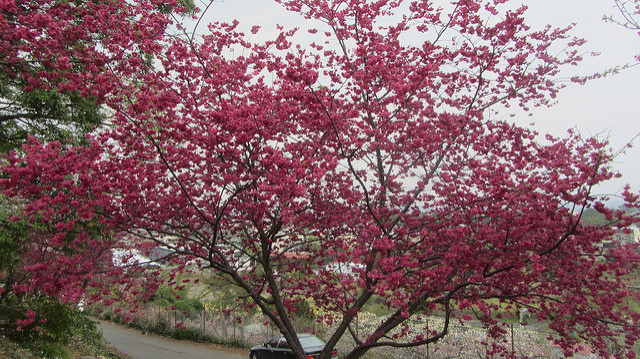 新社大南坡 櫻木花道 新社大南坡 櫻木花道