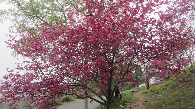 新社大南坡 櫻木花道 新社大南坡 櫻木花道