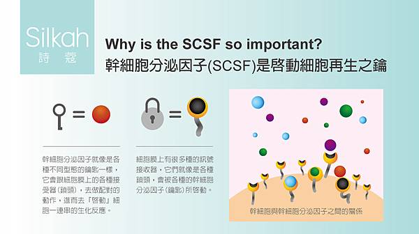 FB-幹細胞分泌因子(SCSF)是啟動細胞再生之鑰