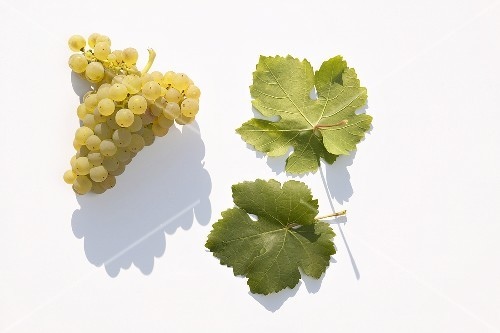 00302511-White-wine-grapes-variety-Nobling-.jpg