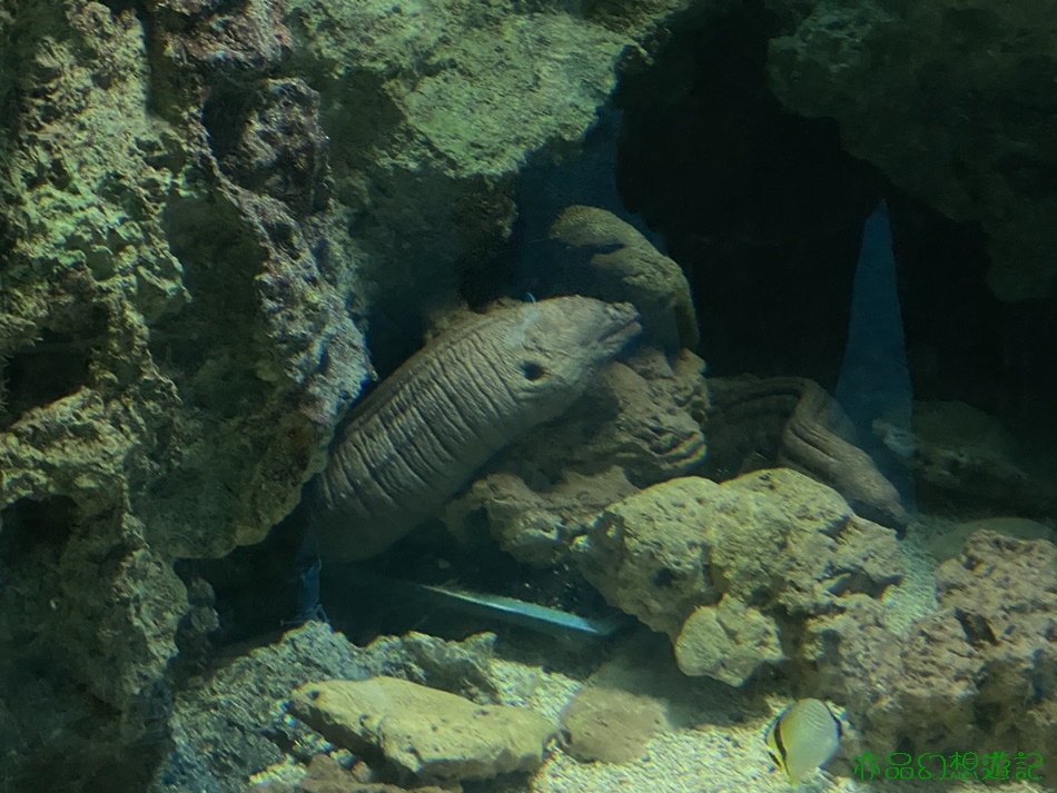 屏東旅遊-國立海洋生物博物館-