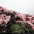 DSC08515.jpg
