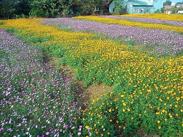 富岡波斯菊花田