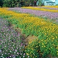 富岡波斯菊花田