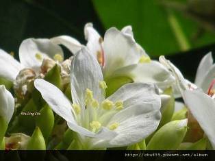 賞玩油桐花