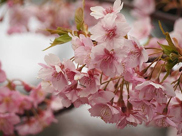 cherry-blossoms-679551_960_720.jpg