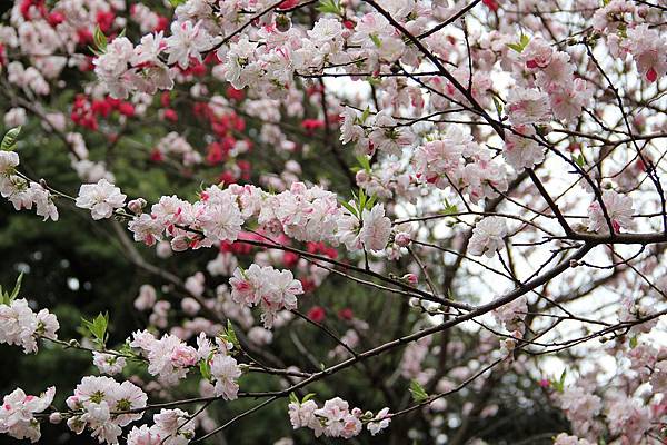 sakura-1620240_960_720.jpg