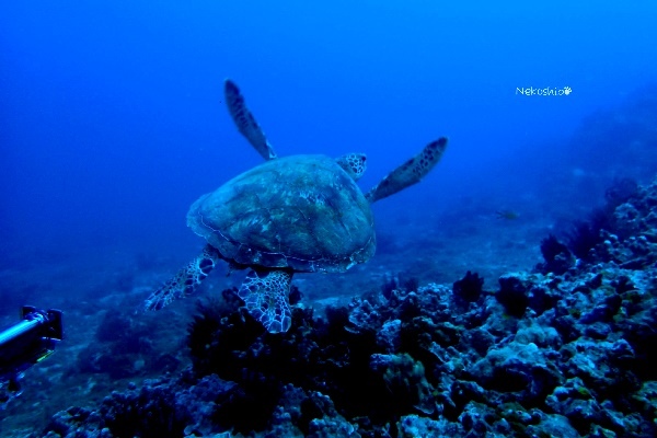 【小琉球三天兩夜】超充實行程大攻略!超美小琉球住宿推薦! 【小琉球三天兩夜】超充實行程大攻略!超美小琉球住宿推薦!