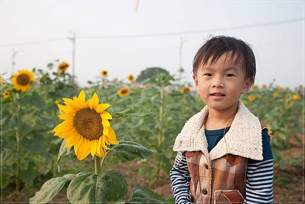 2012_1116新社花毯節2 (3)