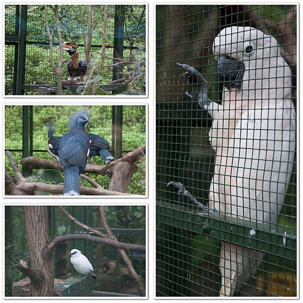 2013_0823森林鳥花園07