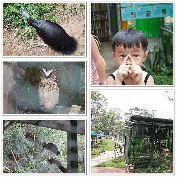 2013_0823森林鳥花園14