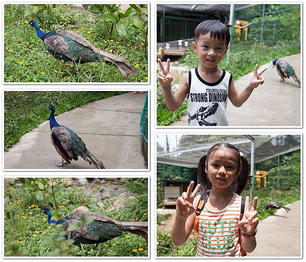 2013_0823森林鳥花園15