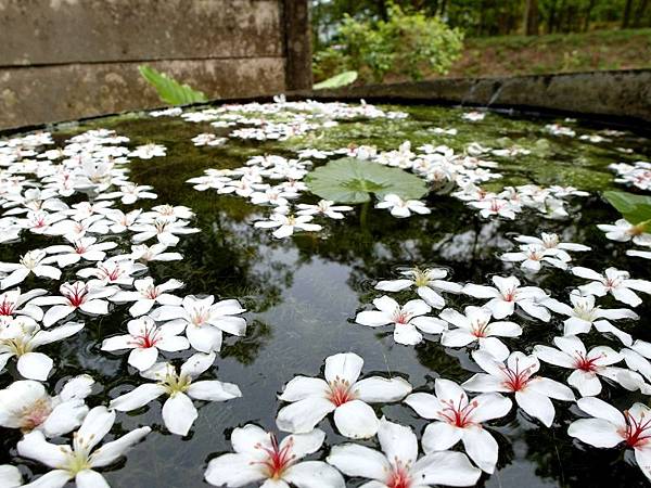 2016客家桐花祭-雲林古坑鄉荷苞桐花公園 (9).JPG