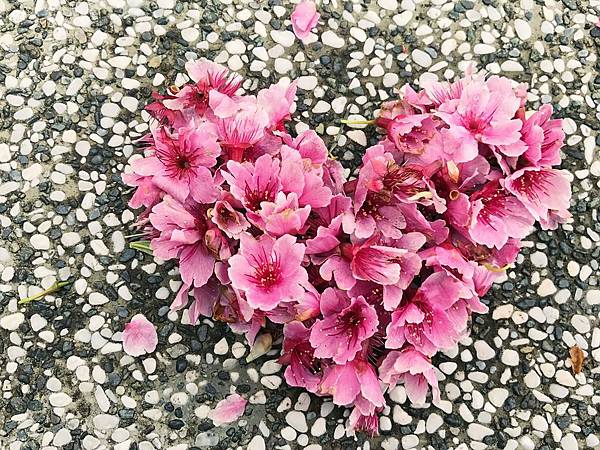 23粉色櫻花在白色小碎石上排成的愛心.jpg