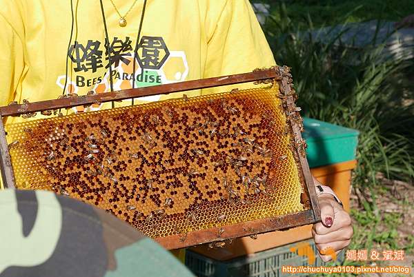 職業體驗 桃園 蜜妃莊園 小小養蜂人初體驗 近距離接近蜂箱 喝蜂蜜茶 蜂蜜雞蛋糕diy 嫣嫣 斌斌 旅遊札記 痞客邦