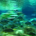 海洋公園的水族館