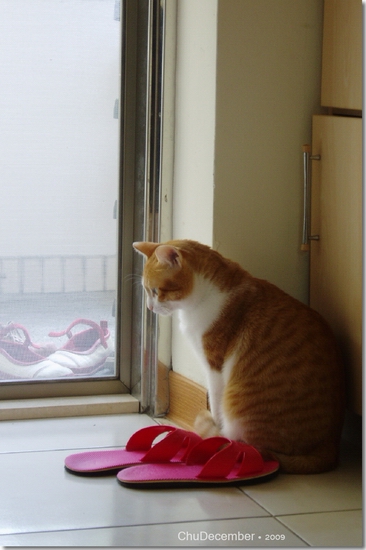 地上有喵飼料嗎？